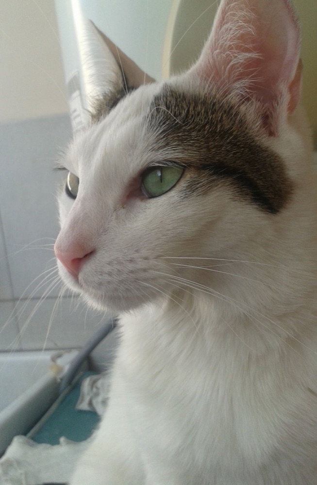 Uno de los cinco gatos de Mariangeles, fotografiado en su web original