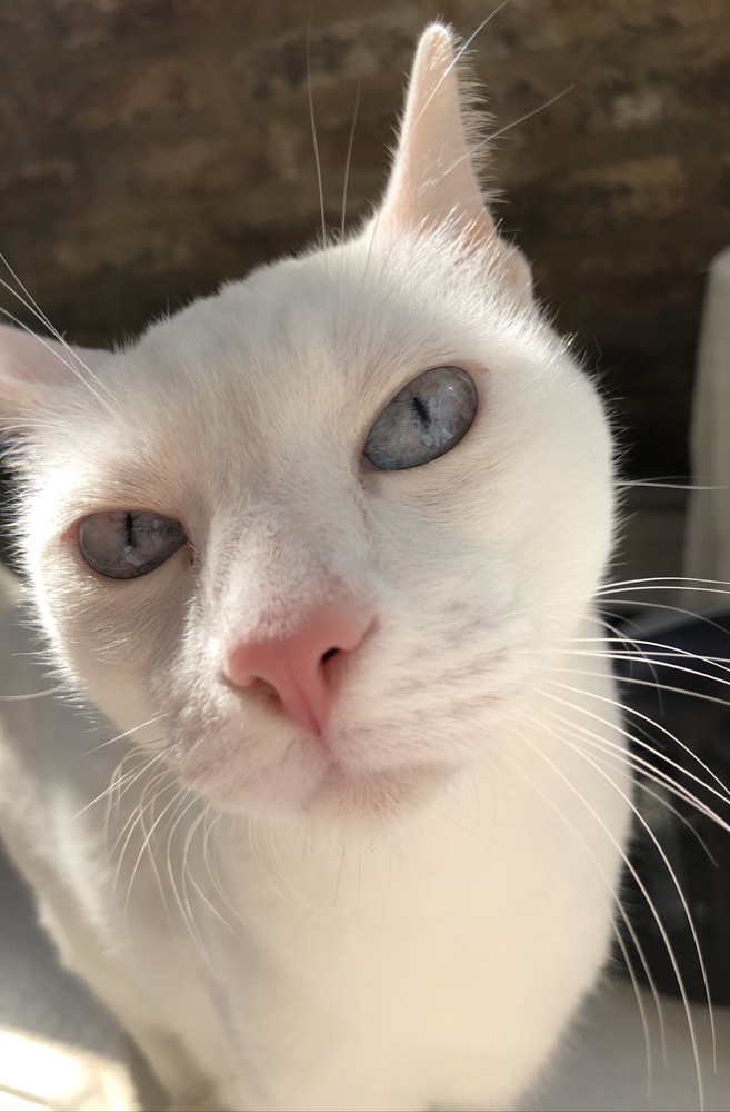 Uno de los cinco gatos de Mariangeles, fotografiado en su web original