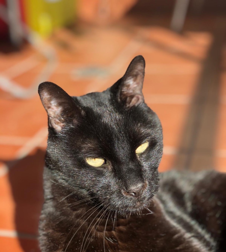 Uno de los cinco gatos de Mariangeles, fotografiado en su web original